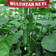 Gurkensamen Gurke Multistar