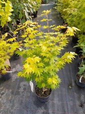 Acer shirasawanum Jordan