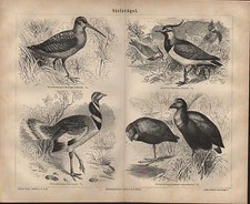 Lithografie 1878: Stelzvögel