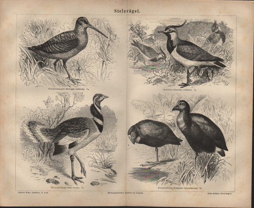 Lithografie 1878 stelzvögel - lithografie, 1878: