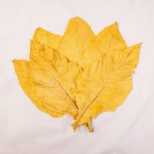 Virginia-Gold-Tabakblätter