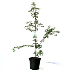 Feldahorn Acer campestre Maßholder Großstrauch Kleinbaum Heister ca. 60-80 cm