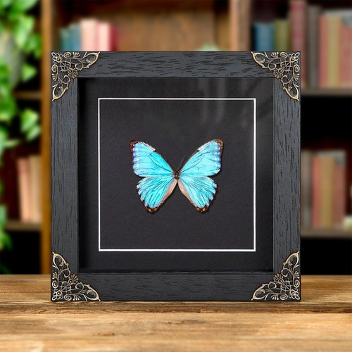 Thamyris morpho schmetterling - thamyris,