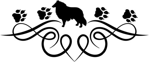 Collie - collie, (langhaar)