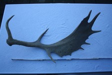 Hirschgeweih, Damhirsch