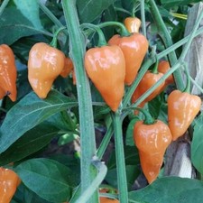 Hexennase Peach Chili Samen