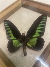 3 präparierte Schmetterlinge – Papilio blumei, Morpho menelaus, Papilio garamas