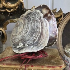 Große Austernmuschel, passende Hälften aus Sammlung