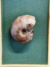 Opalis. Ammonit PERISPHINCTES Versteinert Madagaskar 160Mio Jahre Fossilien