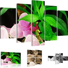 Bilder Orchideen Bilder auf