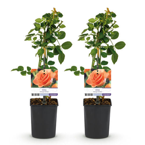 Rosa orange climber - orange,
