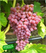 Kernlose Tafeltraube