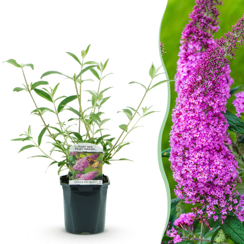 Schmetterlingsflieder buddleja - schmetterlingsflieder,