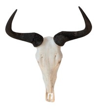 Streifengnutrophäe Connochaetes taurinus echte Gnuhörner Tierhörner Geweih 2206