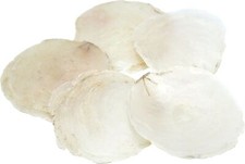 Capiz Muschel Creme