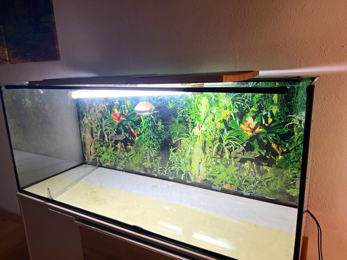 Rechteckiges glasaquarium mit - glasaquarium,