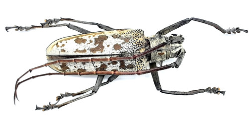 Cerambycidae batocera - cerambycidae,,