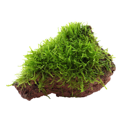 Aquarium pflanze taxiphyllum - pflanze,