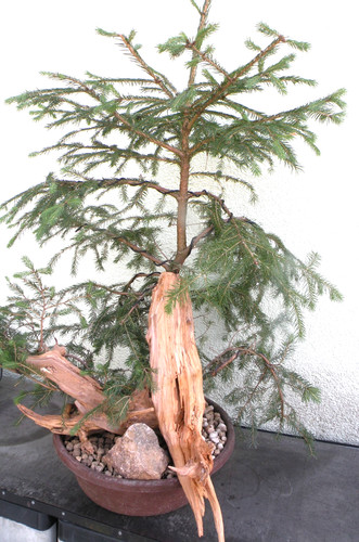 Bonsai outdoor fichte als - bonsai,