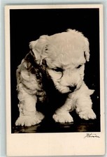 39282442 - Zwergpudel Welpe Pudel