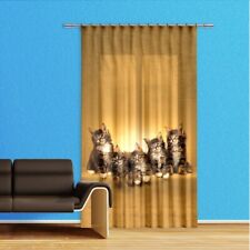 Katze Kätzchen Fenster