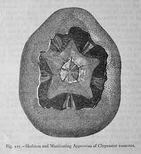 Ocean World SKELETT of