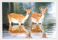 1 AK Postkarte Damwild