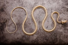 Rattenschlange GEBOGENES