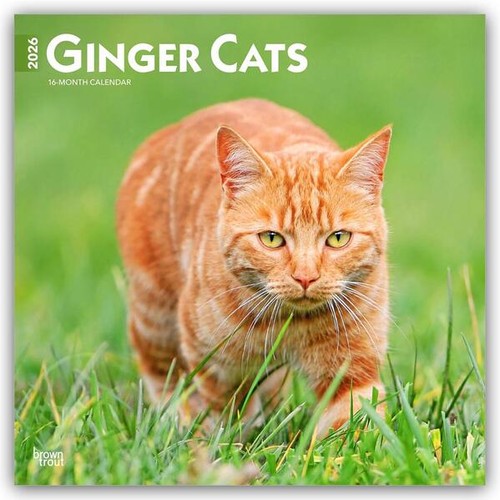Ginger cats 2026 24 inch - ginger,