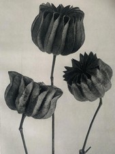 1929 Karl Blossfeldt Druck -