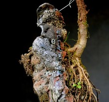 Bonsai outdoor winterhart