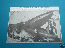AK Walfang Wal - Der größte Walfisch der Welt 3.6.1901 Insel Sarö Norwegen - A