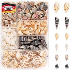 Natürliche Muscheln Set 100