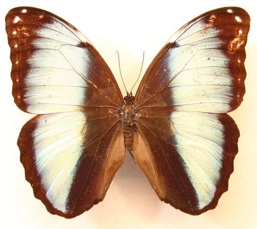 Morpho achilles