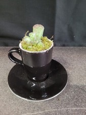 tolles Geschenk dekorative