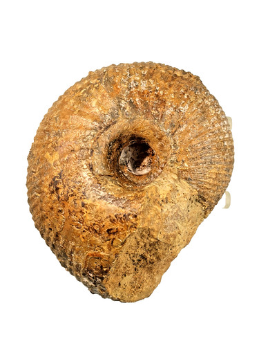 Macrocephalites