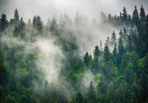 Wald nebel natur landschaft - natur,