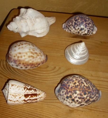 Kleine muschelsammlung - muschelsammlung, 6