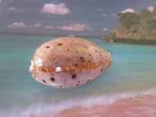 TOP !  Cypraea  vanelli  - cowrie -  traumhaft schönes perfektes  Exemplar !