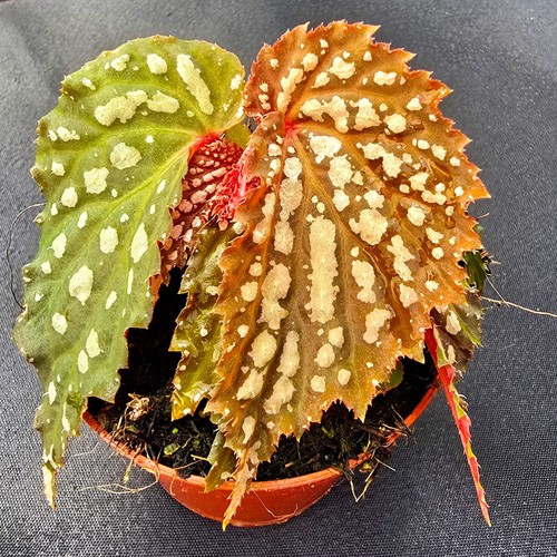 Begonie begonia snow - begonia,