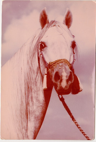 Pferd postkarte araber - pferd,