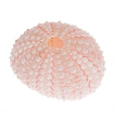 Seeigel Gehäuse Rosa 10