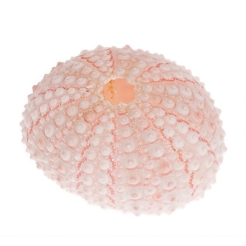Seeigel gehäuse rosa - seeigel, 10