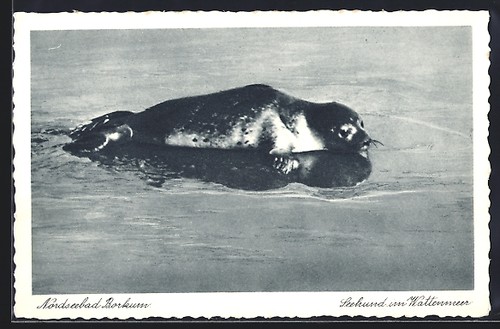Postcard borkum seal the - seal, in