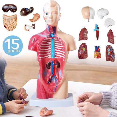 Körpermodell herz torso - körpermodell,