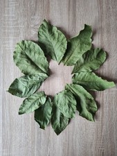 Walnussblätter 50 Stück Garnelenfutter Welse Aquarium Aquariumbewohner Fische