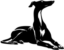 Galgo greyhound windhund - ,