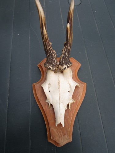 Trophäe rehgehörn rehbock - rehgehörn,