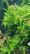 Aquariumpflanze / Weepingmoos/