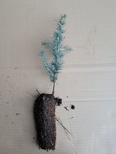 Atlaszeder (Cedrus atlantica) 25-50 cm